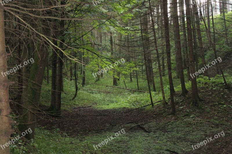 Forest Gloomy Trees Free Photos