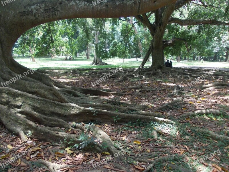 Tree Nature Garden Sri Lanka Peradeniya