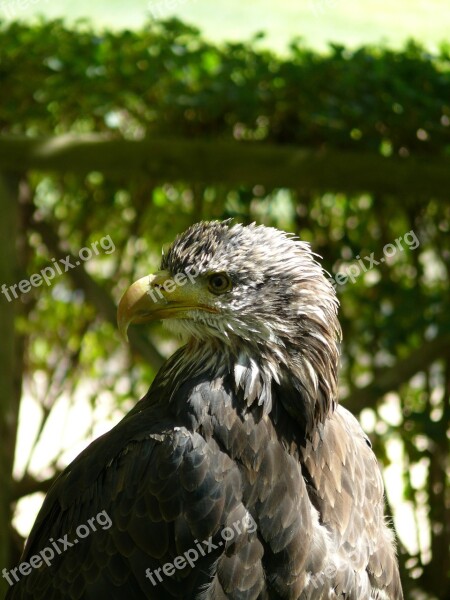 Eagle Birds Of Prey Bird Of Prey Ave Reservation