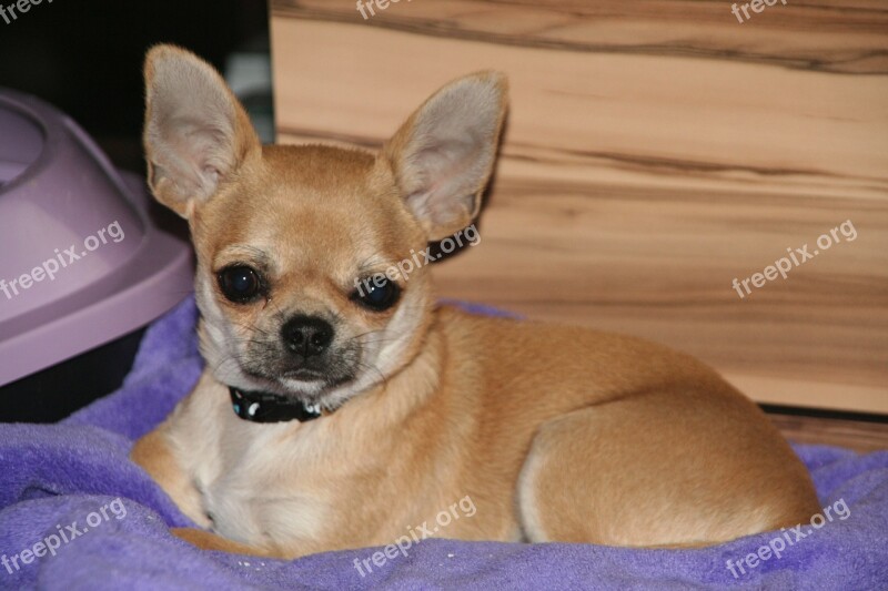 Animals Dogs Puppies Chihuahua Free Photos