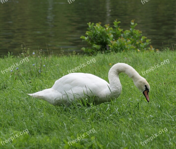 Swan Animal Bird Free Photos