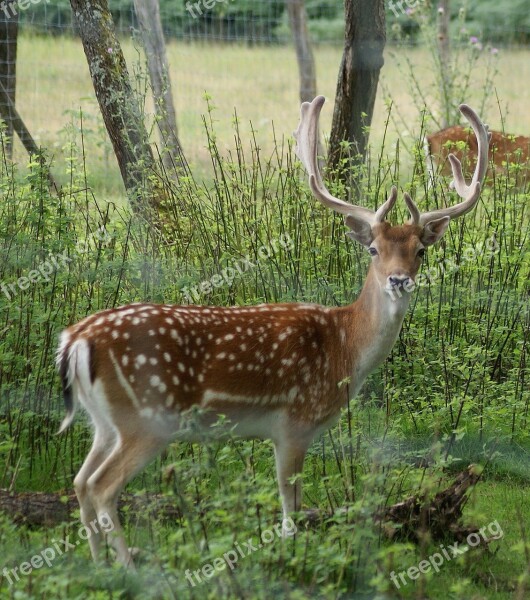 Hirsch Forest Wild Scheu Animal