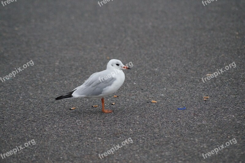 Seagull Bird Foraging Cigarettes Garbage