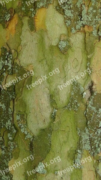 Log Camouflage Paint Tribe Tree Nature