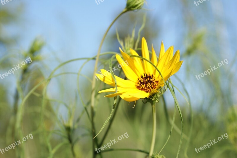 Flower Yellow Yellow Flower Plant Nature