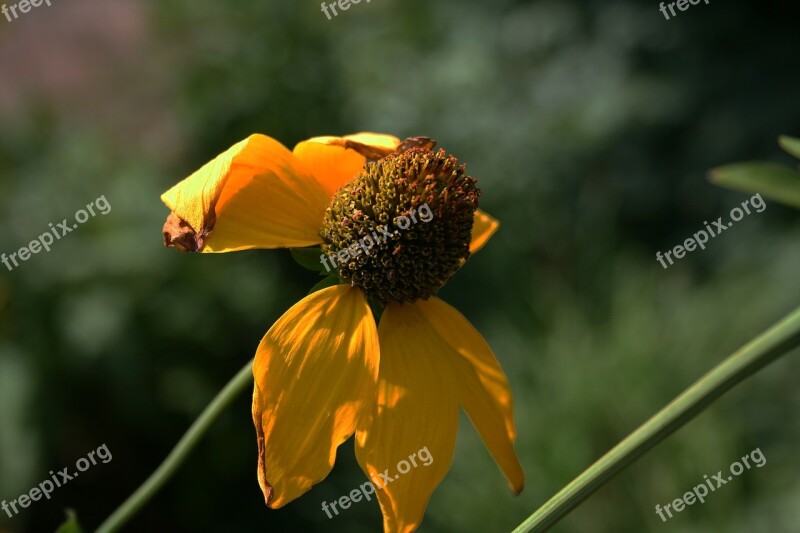 Flower Coneflower Nature Plant Beautiful