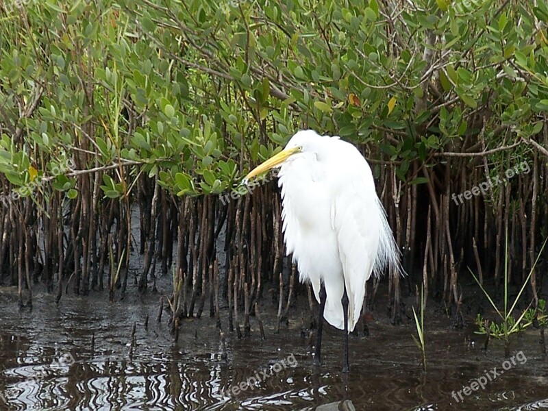 Snowy Egret Bird Wildlife Nature Florida