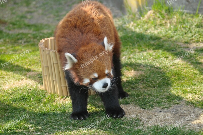 Red Panda Zoo Cute Animals Free Photos