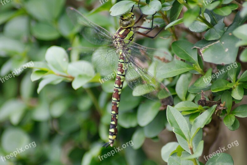 Dragonfly Dragon Fly Graceful Insect Animals