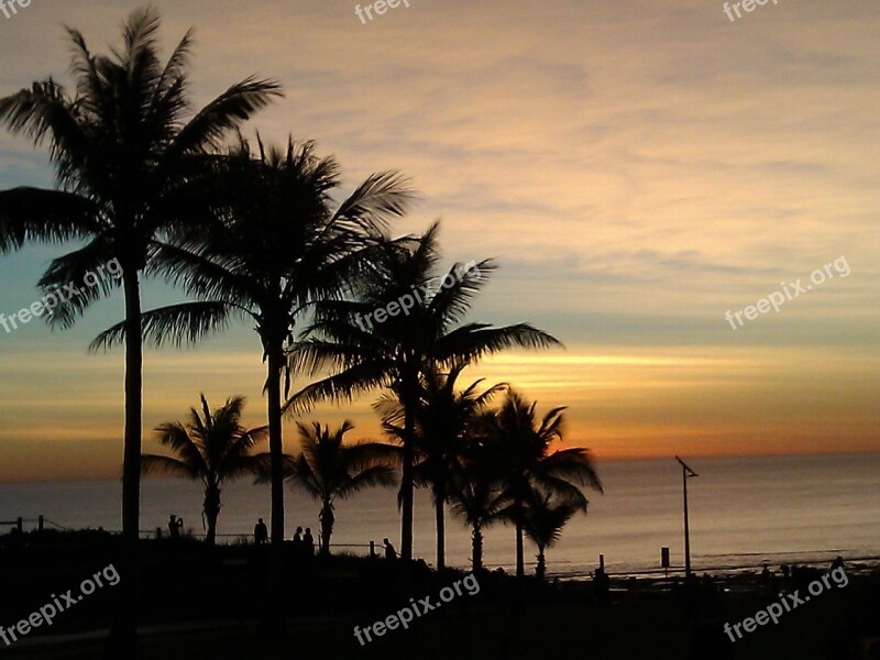 Palm Trees Palm Tree Ocean Summer