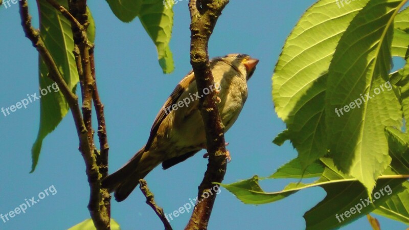 Bird Tree Branch Summer Animal World