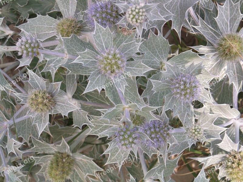 Thistle Plant Dunes Free Photos