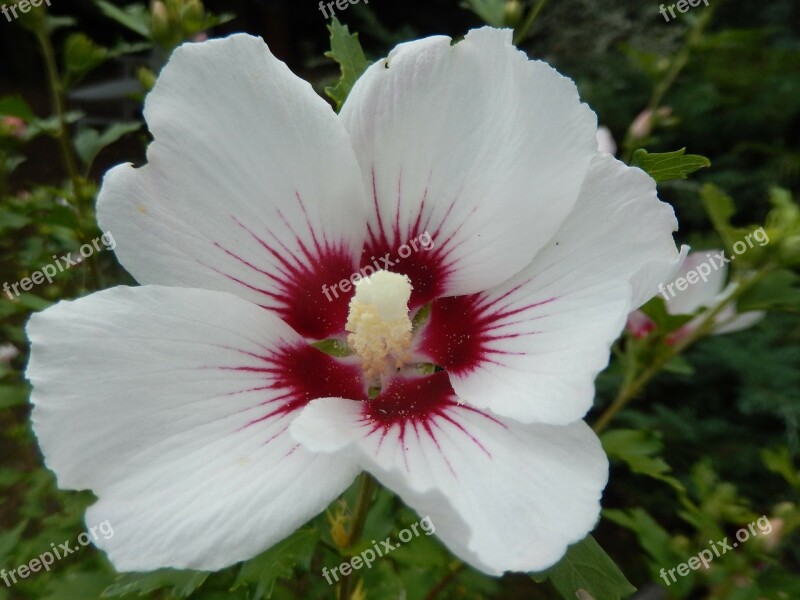 Hibiscus Flower Nature Free Photos