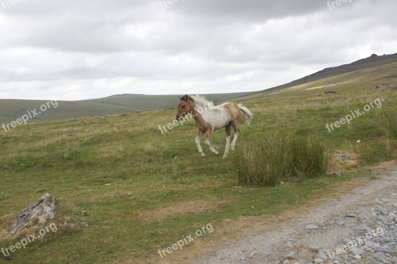 Dartmoor Pony Spotted Foal Wild Horse Baby Horse