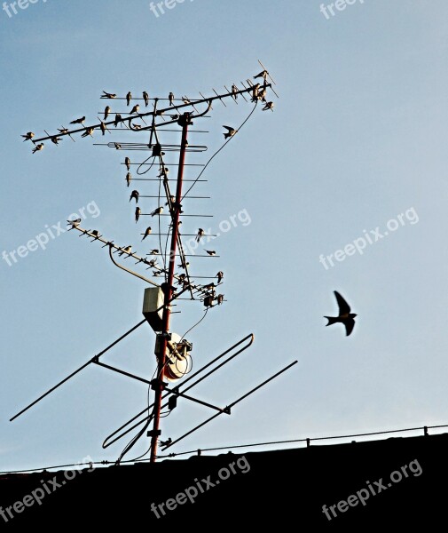 Autumn Swallows Before Departure Antenna Roof