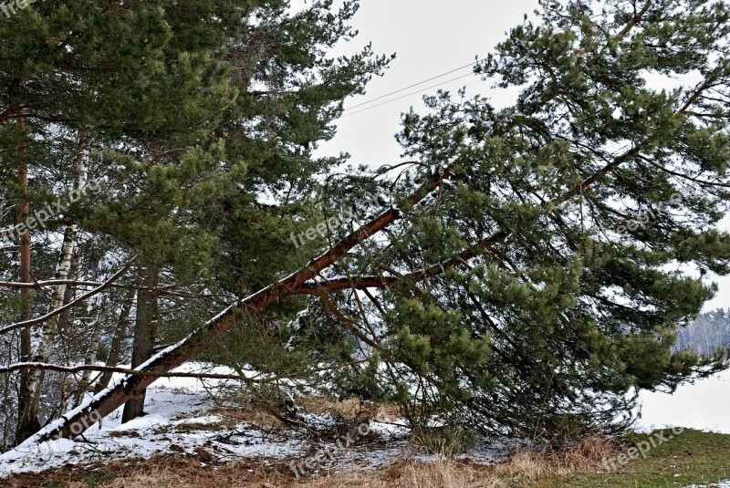 Forest Tree Pine Winter Snow