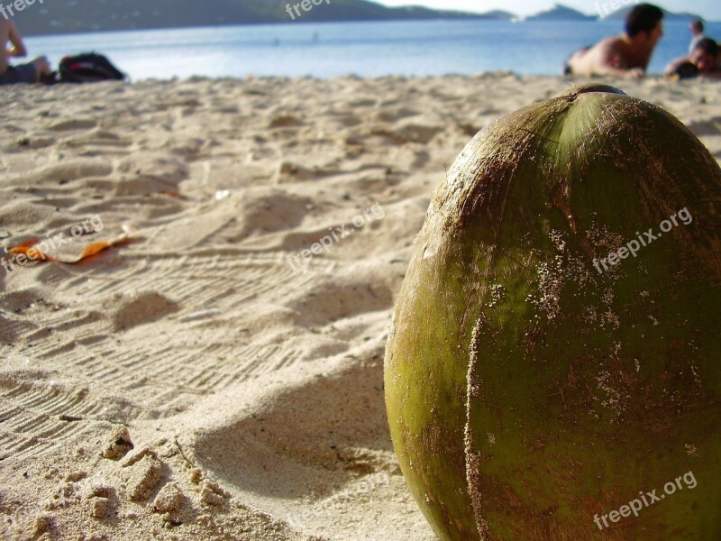 Coconut Close-up Sand Beach Summer