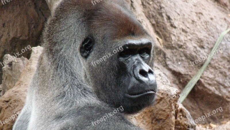 Gorilla Male Endangered Species Ape In Captivity