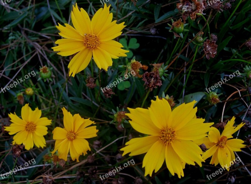 Daisies Bright Yellow Flowers Serated Petal Edge Garden