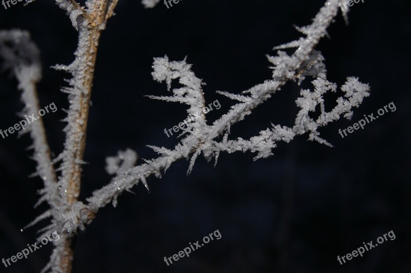 Hoarfrost Frost Winter Grass Branches