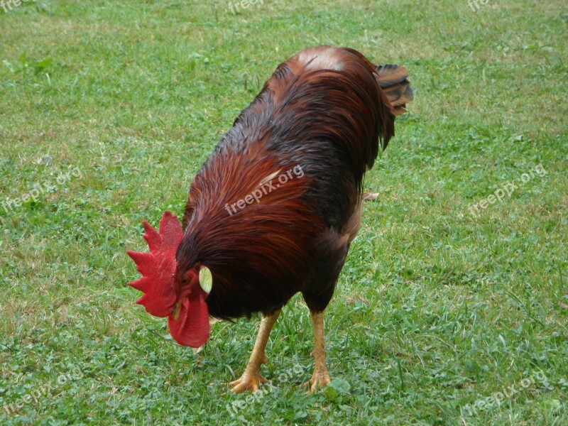 Hahn Farm Pride Strut Chicken Run