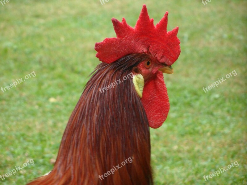 Hahn Portrait Cockscomb Farm Chicken Run