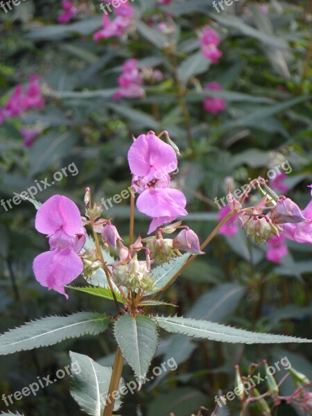 Balsam Himalayan Balsam Impatiens Glandulifera Emscher Orchid Indian Springkraut