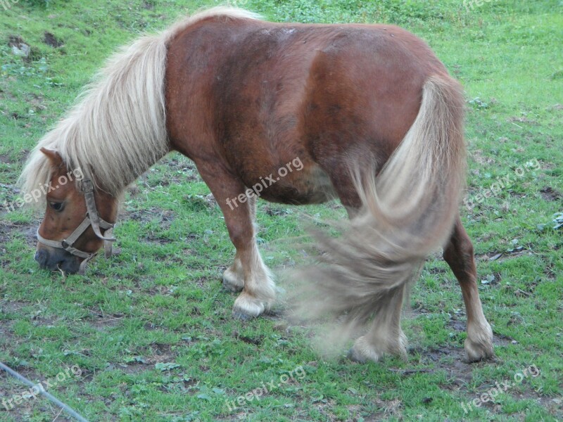 Pony Shetland Pony Pasture Graze Farm