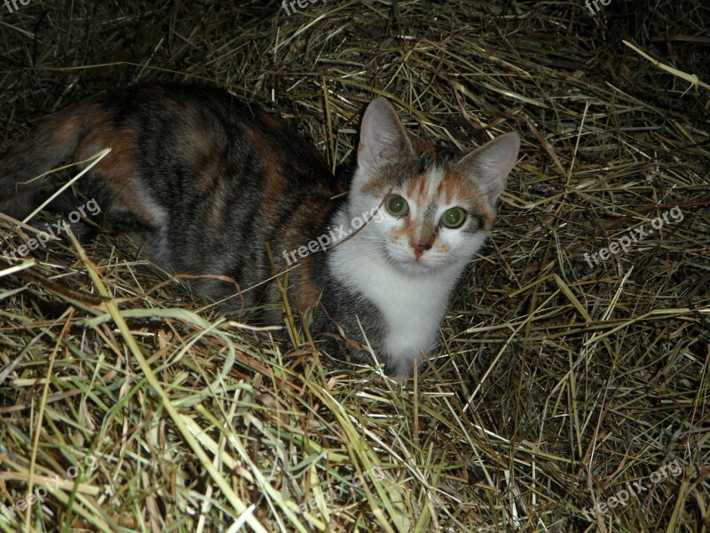 Cat Farm Hay Kitten Haystack