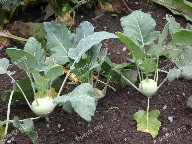 Kohlrabi Bed Vegetable Patch Vegetables Cultivation