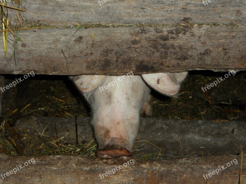 Pigsty Pig Sty Pig Farm Pig Nose