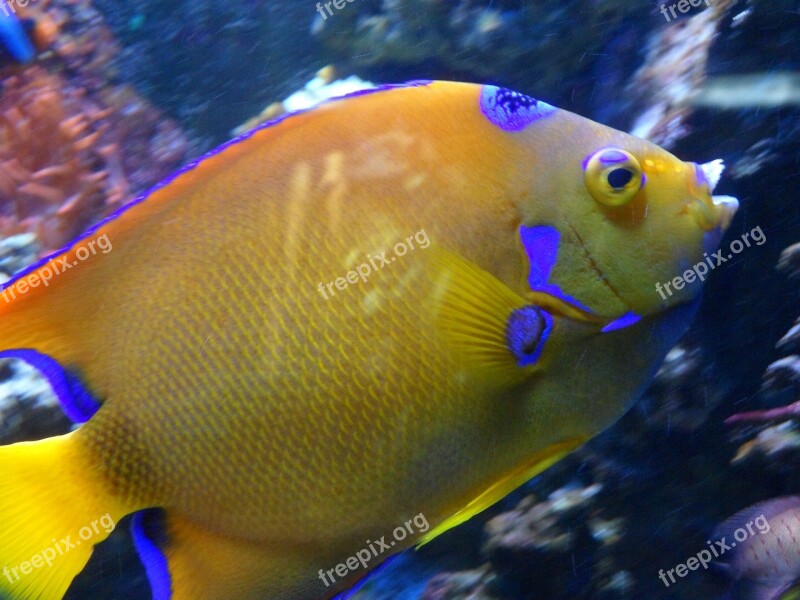 Fish Coral Reef Aquarium Sea Water