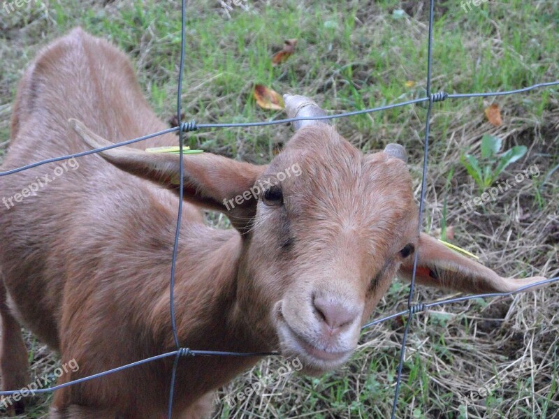 Goat Fence Cheeky Farm Friendly