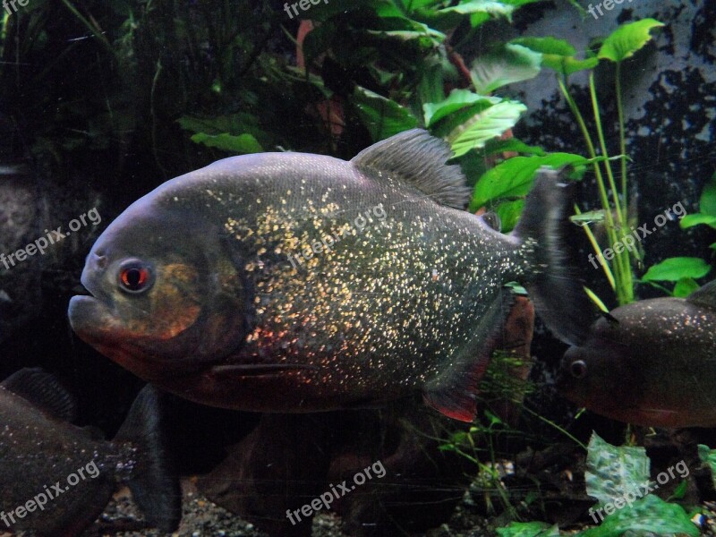 Piranha Aquarium Zoo Underwater Water