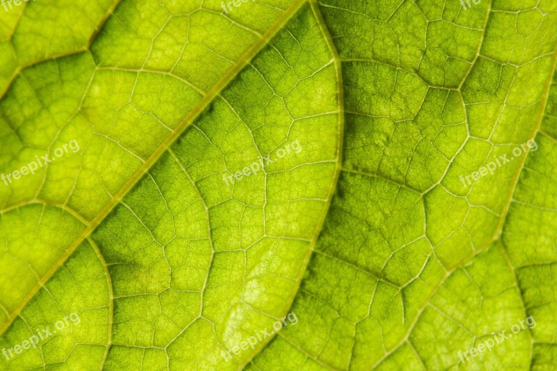 Leaf Backlighting Cucumber Cucumis Sativus Cucurbitaceae