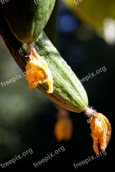 Cucumber Cucumis Sativus Cucurbitaceae Economically Significant Vegetable Art