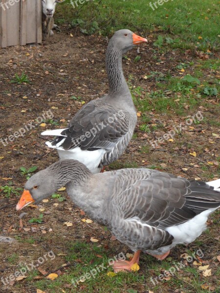 Geese Birds Goose Farm Vigilant