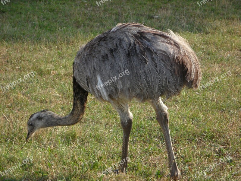 Rhea Bird Bird Feather Plumage Meadow