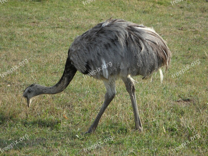 Rhea Bird Meadow Bird Peck Plumage