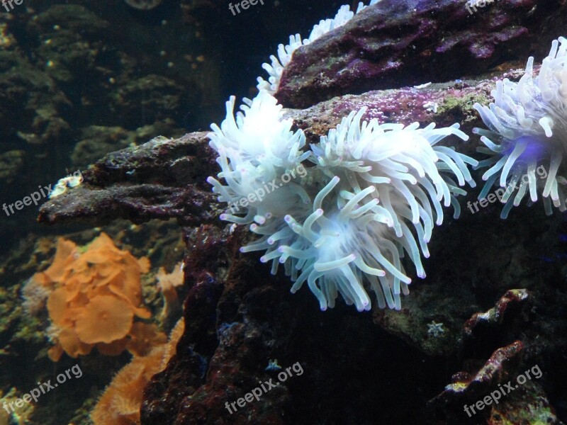 Anemone Sea Anemone Underwater Water Sea