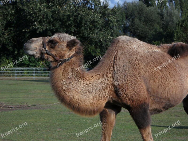 Camel Zoo Tiergarten Desert Ship Free Photos