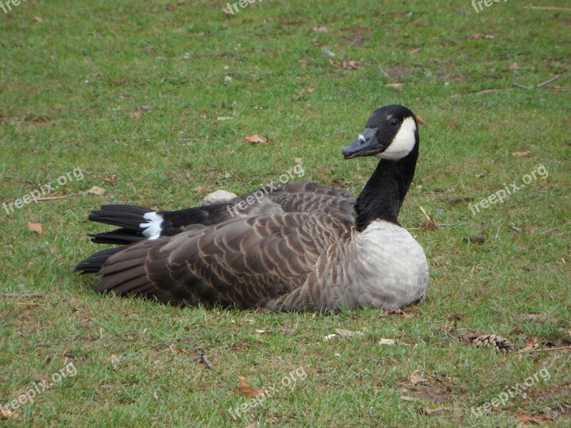 Goose Bird Animal Meadow Free Photos