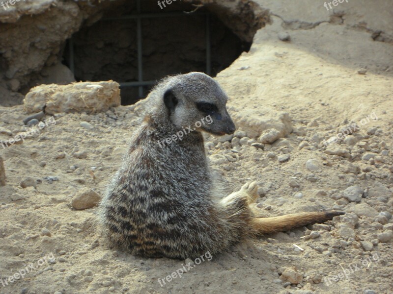 Meerkat Lonely Sit Zoo Free Photos