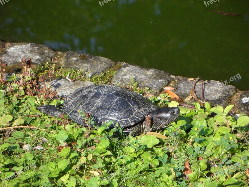 Turtle Water Turtle On The Water Panzer Free Photos