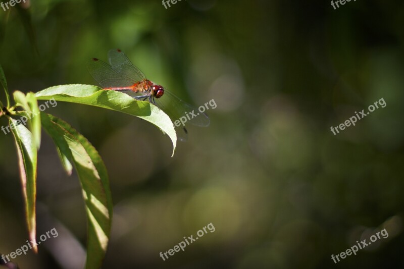 Dragonfly Red Insect Nature Free Photos