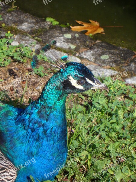 Peacock Bird Plumage Iridescent Blue