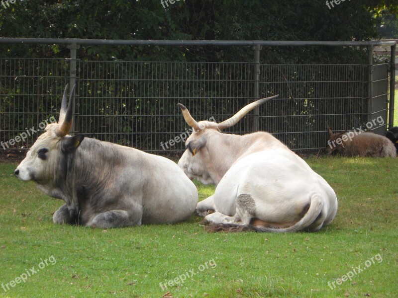 Cattle Pasture Zoo Farm Lying