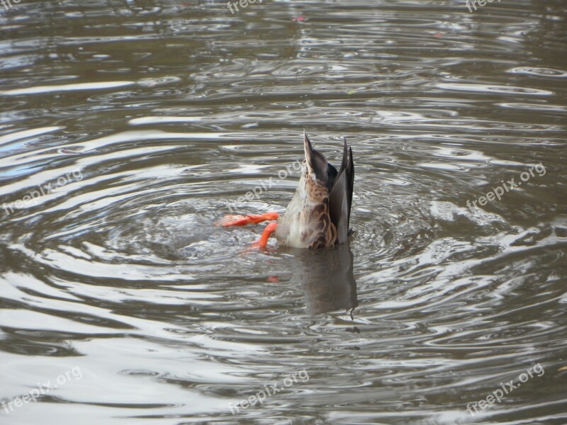 Water Duck Rump Ducktail Beams