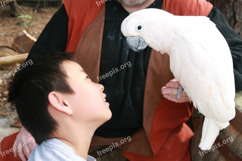 Parrot Yellow African Parrot Bird Macaw