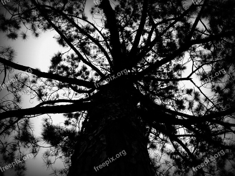 Tree Black And White Nature Free Photos